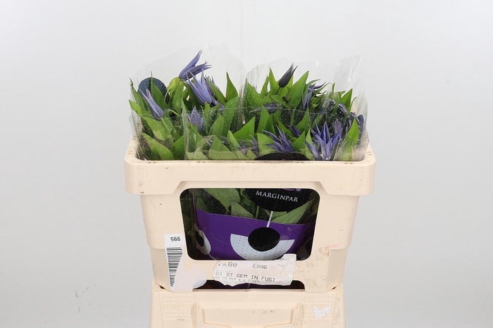 <h4>Clem Amazing Oslo</h4>