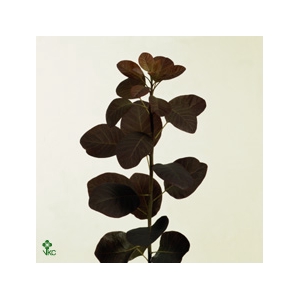 Coti C Royal Purple