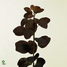 <h4>Cotinus 'Royal Purple'</h4>