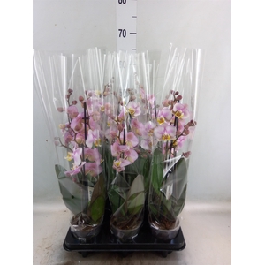 Phalaenopsis  'Corolla Beach'