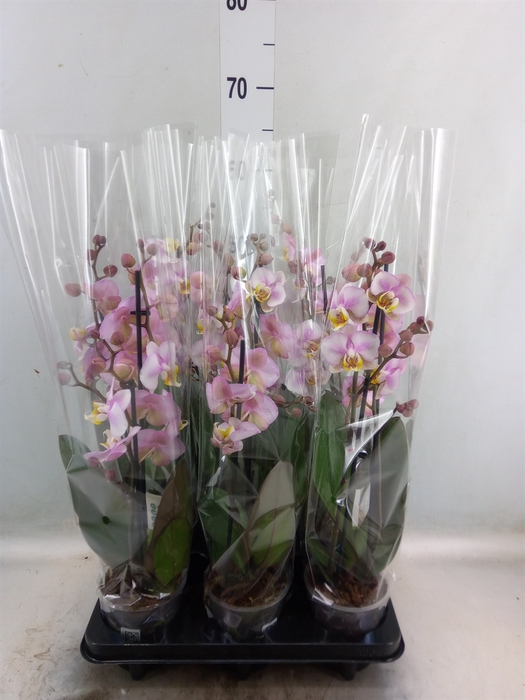 <h4>Phalaenopsis  'Corolla Beach'</h4>