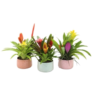 Bromelia compositie H% keramiek BELIZE-16