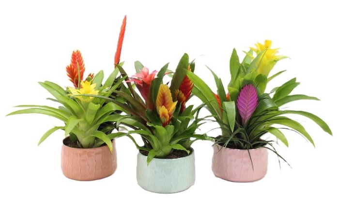 Bromelia compositie H% keramiek BELIZE-16
