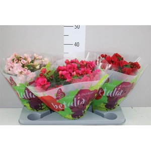 Begonia En Betulia Gemengd