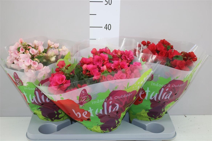 <h4>Begonia En Betulia Gemengd</h4>