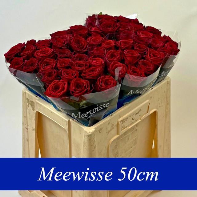 <h4>Rosa large red naomi!</h4>