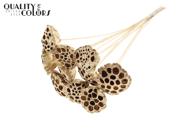 Lotus 5-7cm on stem Antique Gold