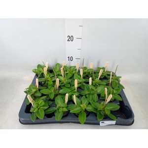 Peperomia pros. 'Pixie'