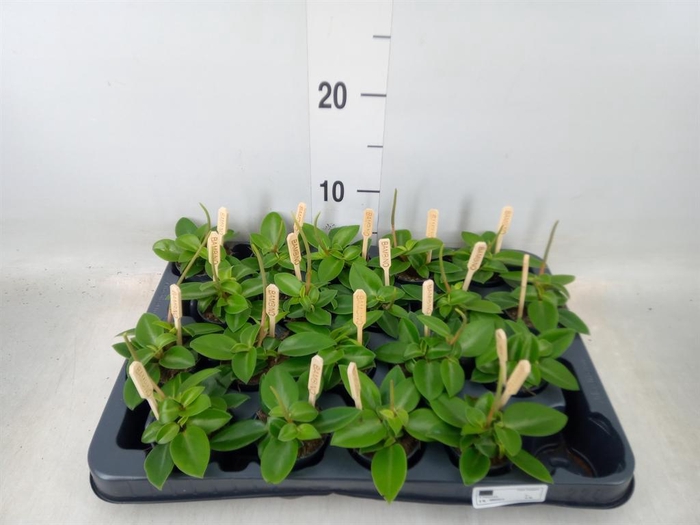 <h4>Peperomia pros. 'Pixie'</h4>