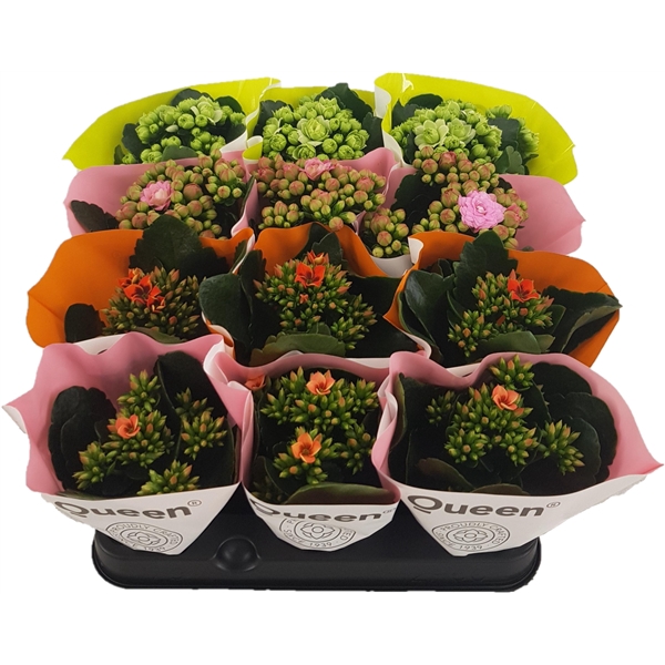 <h4>Kalanchoe Queen Mix</h4>