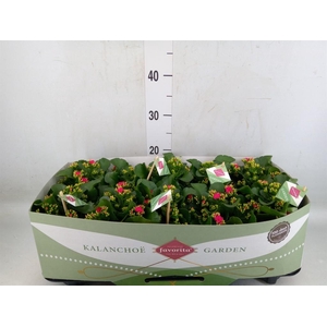 Kalanchoe  'Thalia'