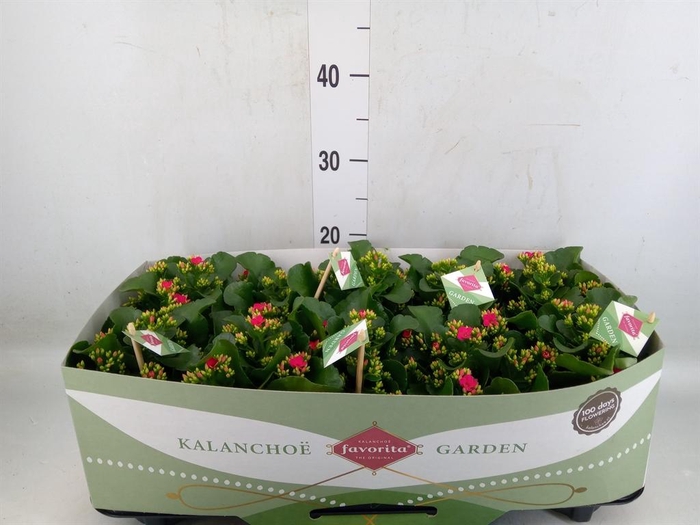 <h4>Kalanchoe  'Thalia'</h4>