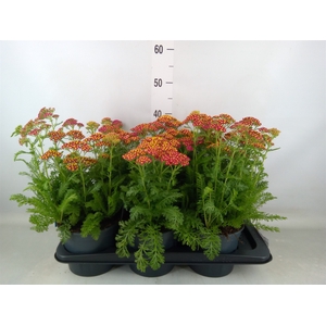 Achillea millef.