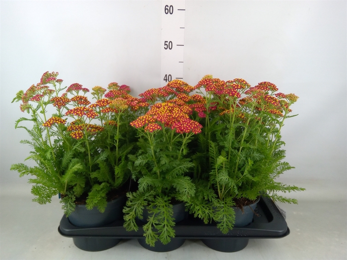 <h4>Achillea millef.</h4>