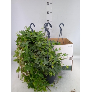 Hedera helix 'Mona Lisa'