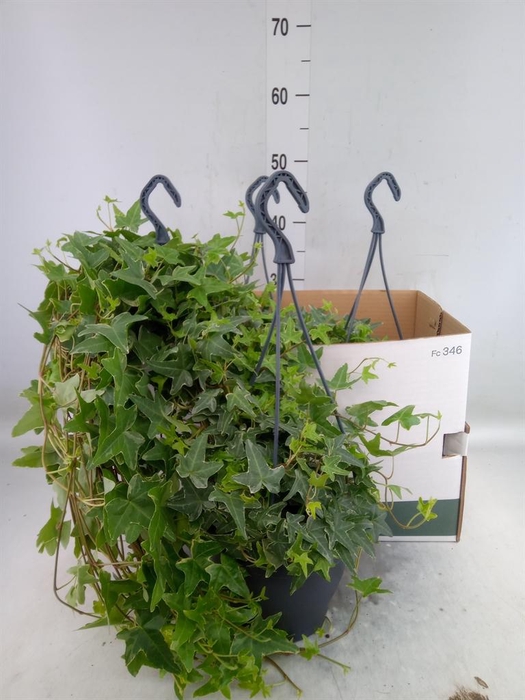 <h4>Hedera helix 'Mona Lisa'</h4>