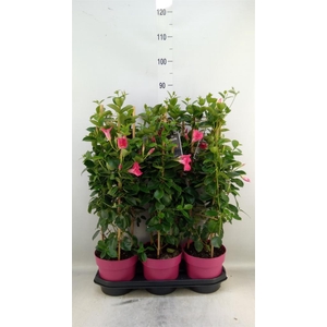 Mandevilla am. 'Sundav Pink'