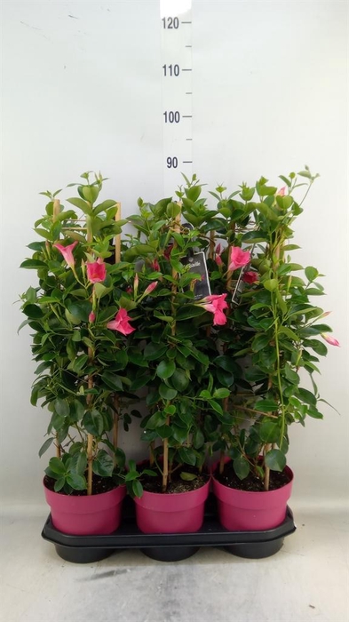 <h4>Mandevilla am. 'Sundav Pink'</h4>