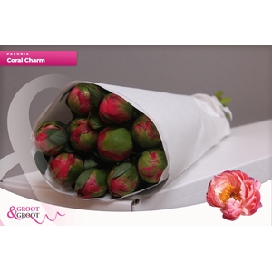 Paeonia Coral Charm