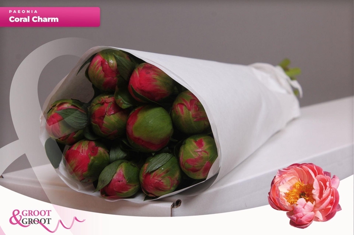 <h4>Paeonia Coral Charm</h4>