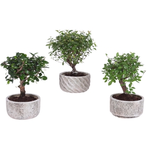 Bonsai Indoor Mix Ø11cm Ball Shape in Ø13cm Rustic Bowl