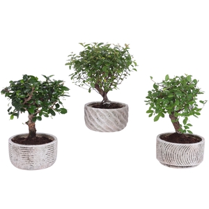 Bonsai Indoor Mix Ø11cm Ball Shape in Ø13cm Rustic Bowl