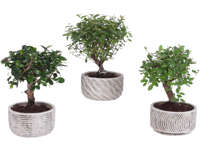 <h4>Bonsai Indoor Mix Ø11cm Ball Shape in Ø13cm Rustic Bowl</h4>