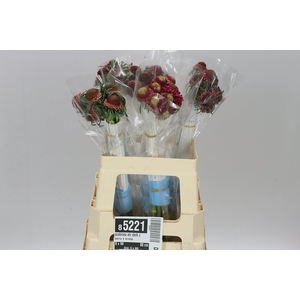 Scabiosa Atr Dark Cherry S Scoop