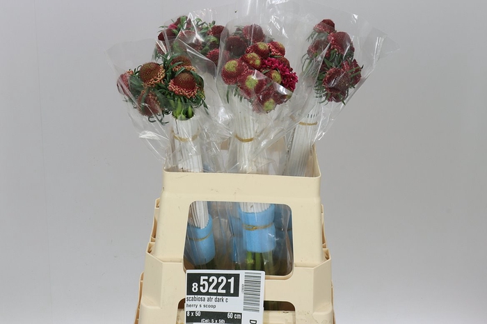 <h4>Scabiosa Atr Dark Cherry S Scoop</h4>
