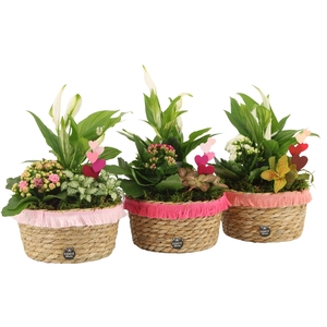 21843: Lovess arrangement