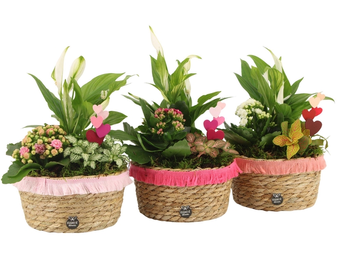 <h4>21843: Lovess arrangement</h4>