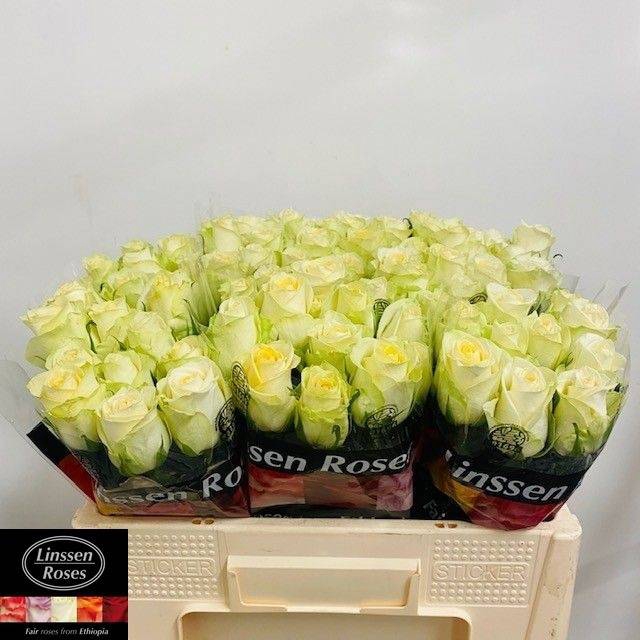 <h4>R GR CREAM MAYFAIR!</h4>