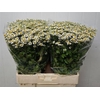 Tanacetum Single Vegmo X100
