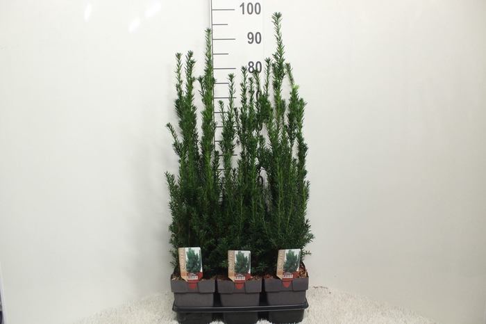 <h4>Taxus baccata   ...</h4>