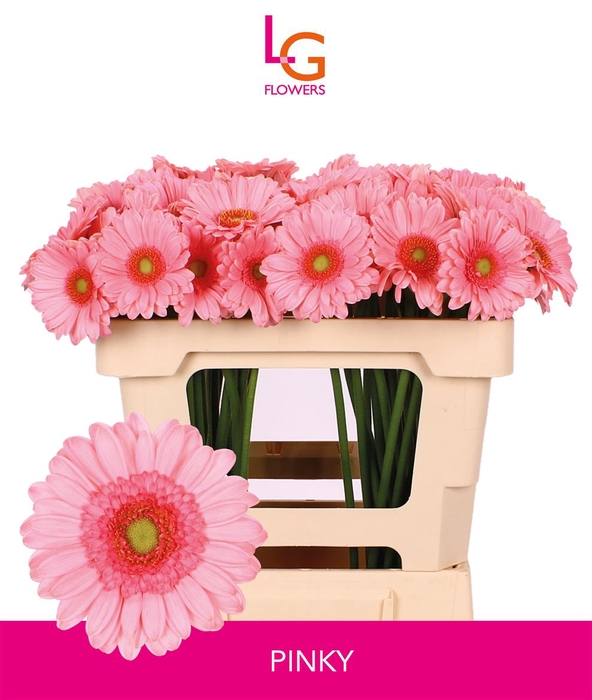 <h4>Germini Pinky Water</h4>
