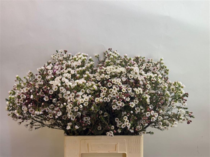 <h4>CHAME MOONL DELIGHT</h4>