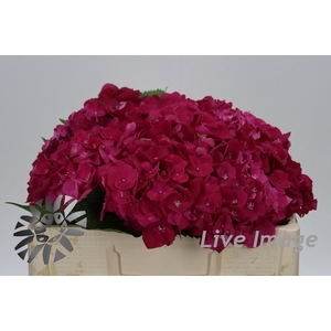 Hydrangea my mon amour red