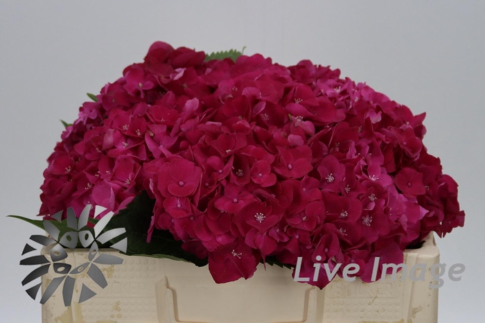 <h4>Hydrangea my mon amour red</h4>