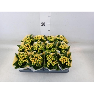 Kalanchoe  'MoreFlow Lausanne'