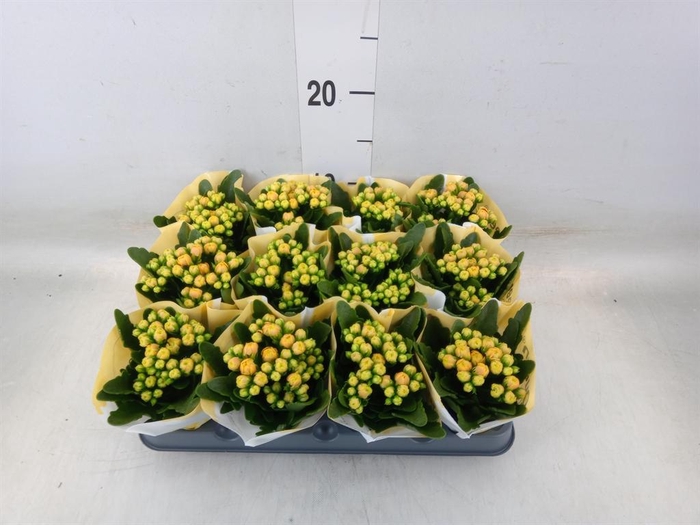 <h4>Kalanchoe  'MoreFlow Lausanne'</h4>