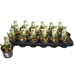 Bol op pot Galanthus (sneeuwklokje) P9