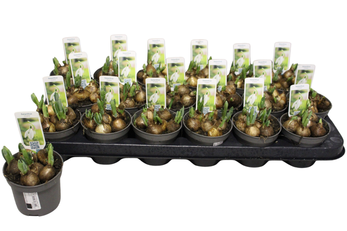 <h4>Bol op pot Galanthus (sneeuwklokje) P9</h4>