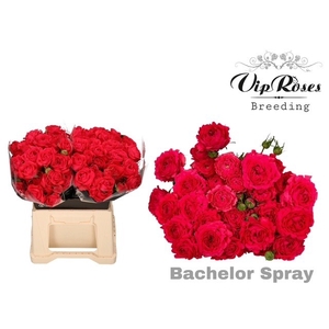 R TR BACHELOR