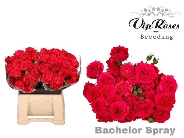 <h4>R TR BACHELOR</h4>