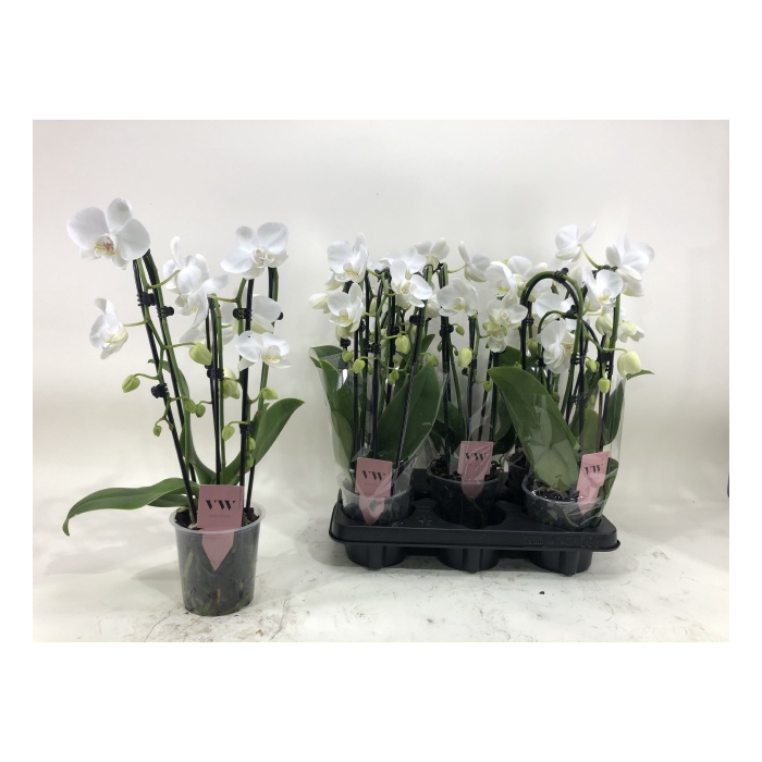 <h4>Phalaenopsis White cascade 12Ø 45cm 3st 18fl</h4>