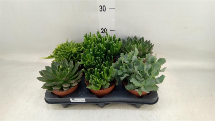 <h4>Succulents   ...mix 4</h4>