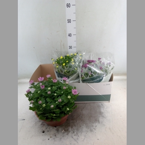 Chrysanthemum   ..mix 5