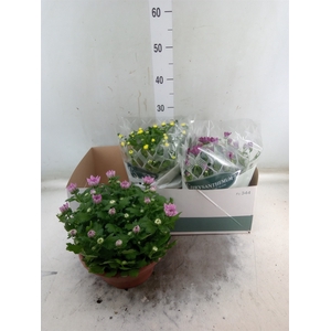Chrysanthemum   ..mix 5