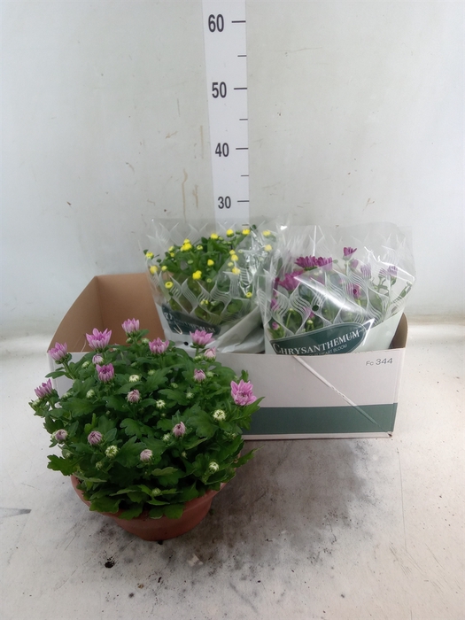 <h4>Chrysanthemum   ..mix 5</h4>