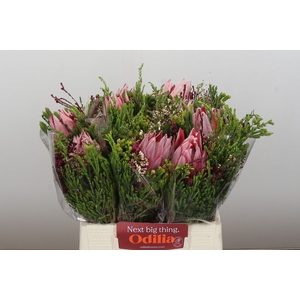 BQ Protea Cynaroides SFB